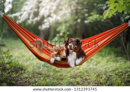 ストックフォト: Dog Summer Holiday Vacation On Hammock
