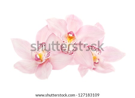 Stok fotoğraf: Beautiful Pink Orchid Branch On An Abstract Background Of A Deli