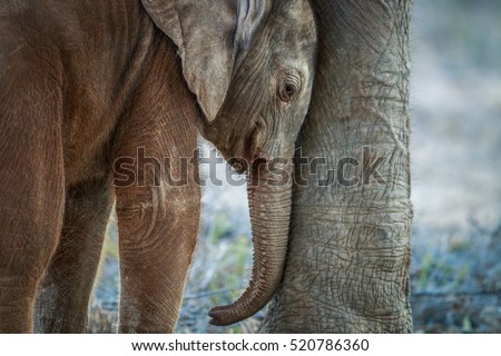 Stock fotó: Baby Elephant Resting Between The Mothers Legs