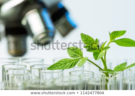 Сток-фото: Young Plant And Flask