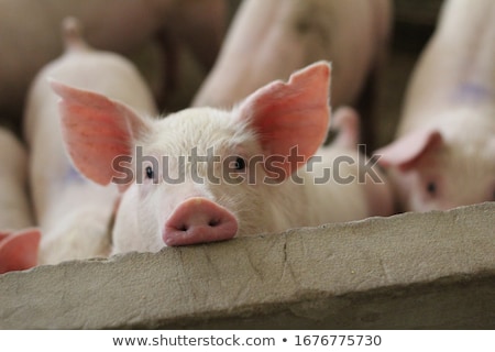 Zdjęcia stock: Pig