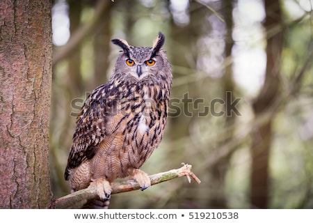 Stockfoto: Eagle Owl