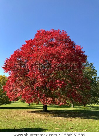 Foto d'archivio: Firey Fall Colors