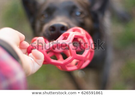 Stok fotoğraf: Dog Tug Toy