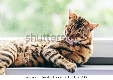 Stockfoto: Bengal Cat Washing