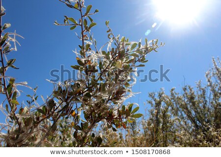 ストックフォト: Mountain Mahogany Seed