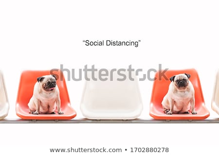 Stock photo: Portrait Of Family Dog Sitting Looking In Distance