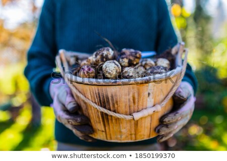 [[stock_photo]]: Jerusalem Artichoke Flowers