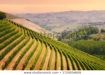 Сток-фото: Vineyard In The Village Of Serralunga Dalba