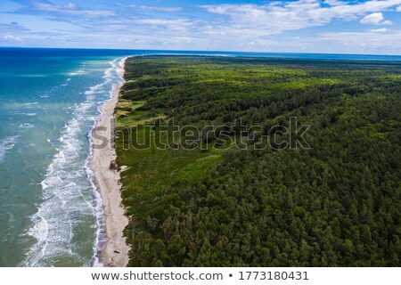 Stock fotó: Wild Forest At The Island Of Usedom