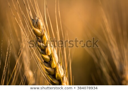 Сток-фото: Wheats In Sunset During Late Summer