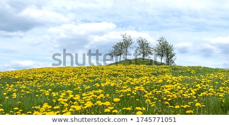 Stock foto: Field Of Yellow Dandelions In Grass With Tree Line