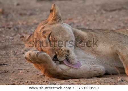 Stockfoto: Lioness Licks His Paw