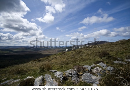 Stock fotó: Kerry Way Sheep