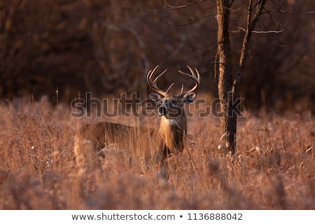 Stock fotó: Autumn Hunting Season Hunting