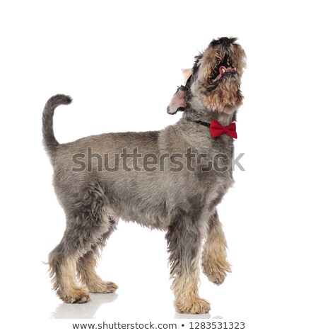 Foto stock: Side View Of Playful Elegant Schnauzer Looking Up And Panting