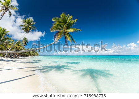 ストックフォト: Tropical Beach With Palm Tree In French Polynesia