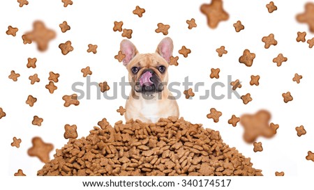 Stock photo: Hungry Dog In A Food Rain