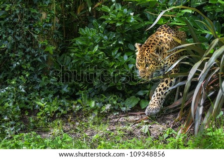 Stock photo: Beautiful Leopard Panthera Pardus Big Cat Amongst Foliage Reflec