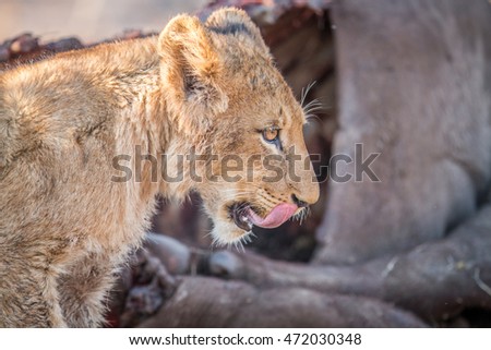 Stock fotó: Lion Cub Licking Himself In The Kruger