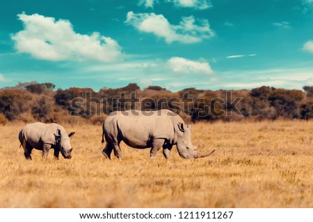 Wild Rhino Zdjęcia stock © Artush