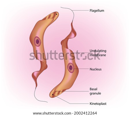 Zdjęcia stock: Diagram Of Trypanosoma Cell