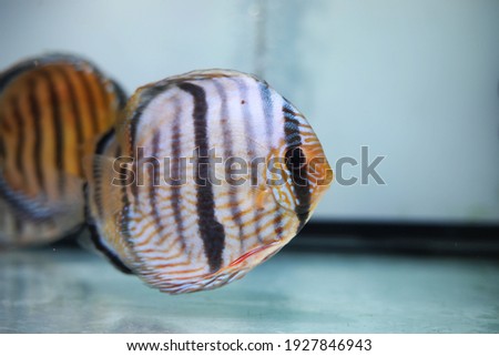 Stock fotó: Symphysodon Discus