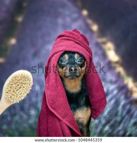 Stok fotoğraf: Dog With A Beauty Mask