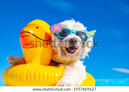 Stock photo: Summer Vacation Dog