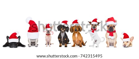 Сток-фото: Row Of Santa Claus Dogs