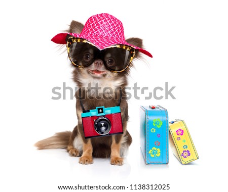 Stok fotoğraf: Dog On Vacation With Luggage