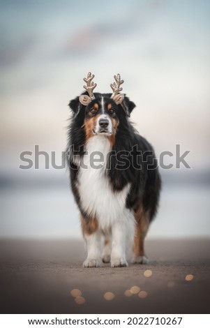 Zdjęcia stock: Christmas Reindeer Antlers On An Australian Beach