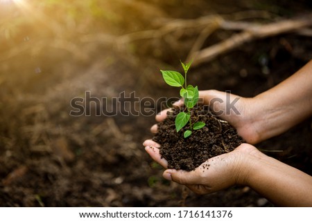 Stock fotó: Tree Seedling On Spring Background