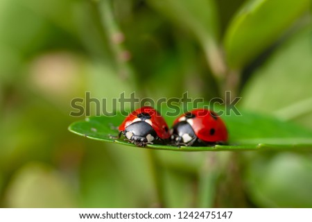 Foto stock: Romantic Scene Of Mating Ladybirds