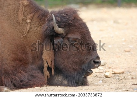 [[stock_photo]]: The Detail Of Typical American Bison