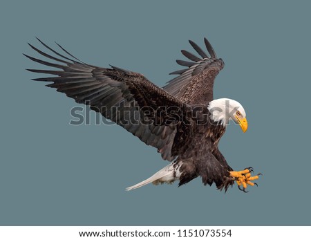 Stock photo: Bald Eagle