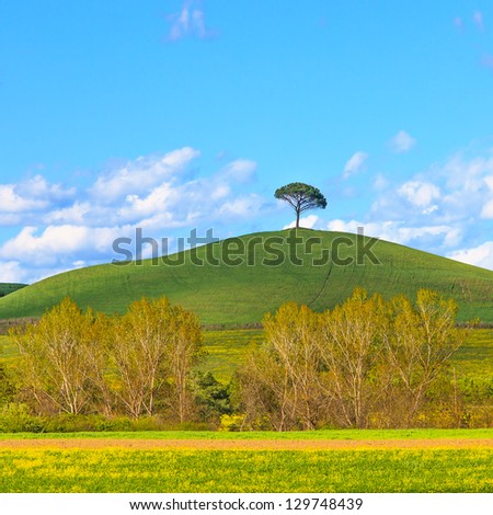 Stock photo: Tuscany Green Fields And Lonely Pine Tree Landscape Siena Italy