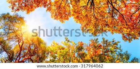 Branch Of Autumn Tree Glowing In Sunlight Stok fotoğraf © Smileus