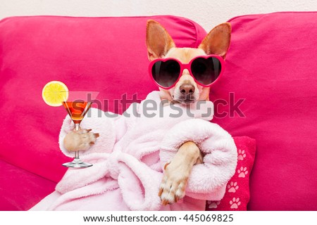 Stockfoto: Dog Wellness Spa Center