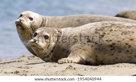 Harbor Seal Foto stock © yhelfman