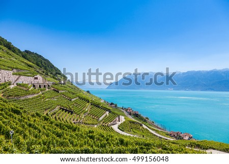 Foto stock: Vineyards In Lavaux Region - Terrasses De Lavaux Terraces Switz