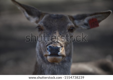 Stock fotó: Deer