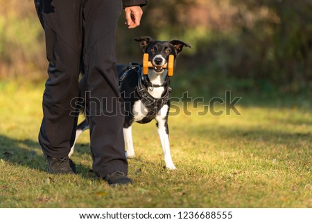 Stockfoto: Couple Of Dogs With Dumbbells