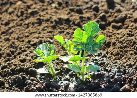 Stock photo: Watermelon Seedling