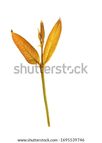 Foto stock: Spring Branch With New Fresh Bud Isolated On White