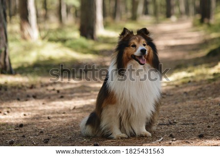 Сток-фото: Sitting Shetland Sheepdog