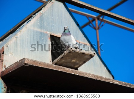 Stock photo: Pigeons On A Dovecote