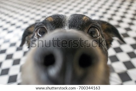 Foto stock: Close Up Curious Dog View