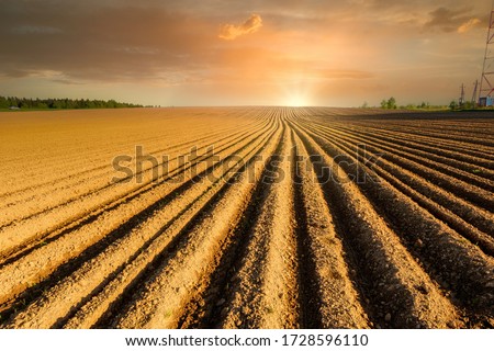 Stok fotoğraf: Ploughed Field