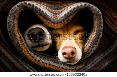 Stock foto: Valentines Love Sick Dog